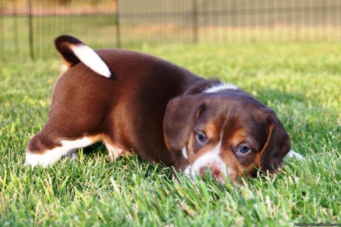 Registered Beagle puppies for sale