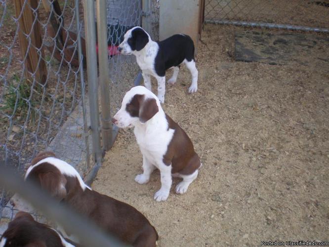Registered NKC Mountain Cur puppies - 9 weeks old - Price: 200.00