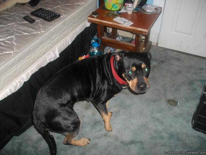 rottweiler 2 years old - Price: free
