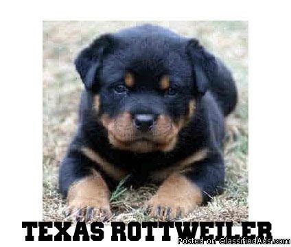 Rottweiler Puppies for sale in texas(texas rottweiler ) AKC Registered