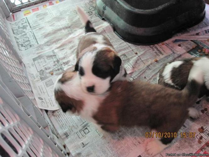 Saint Bernard puppies - Price: 650.00