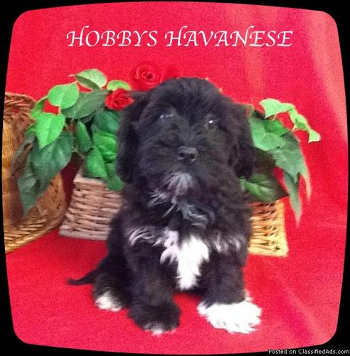Sassy Pants, female Havanese Puppy