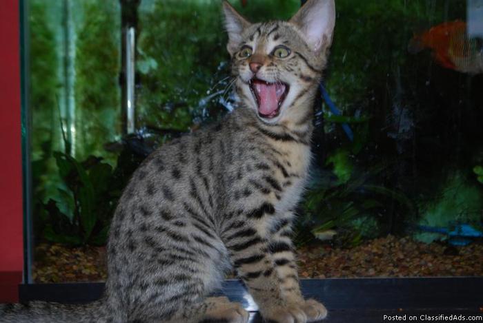 Savannah Kittens - Price: $1500.00