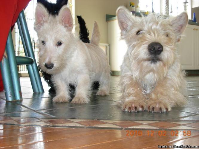Scottish Terrier Pups 4 weeks AKC 2 Wheatin (rare) - Price: 895.00
