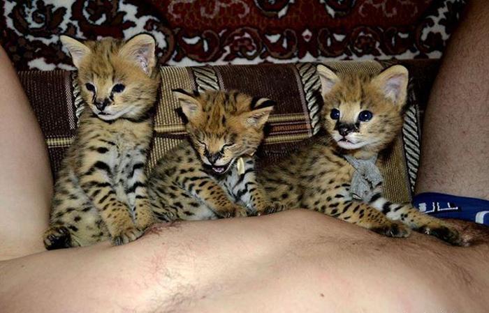 serval, caracal, ocelot and savannah kittens for sale