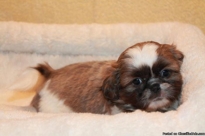 Shih Tzu puppies, adorable and very lovable. - Price: 800.00