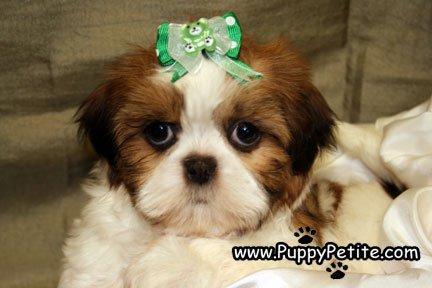 Shih Tzu puppies are too sweet - Price: 400