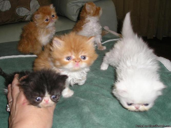 show quality and breeder quality persian kittens for sale - Price: 500.950.