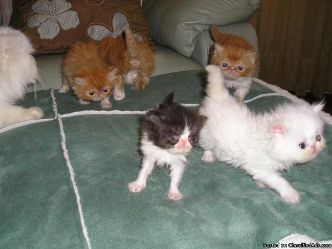 show quality persian kittens at pet quality prices - Price: 500-950.