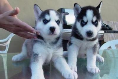 Siberian Husky Puppies For Sale .