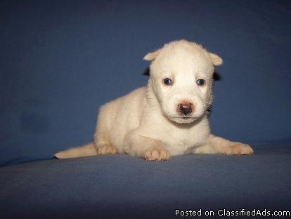 Siberian Husky Puppies - Price: 350.