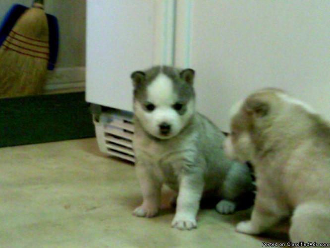 Siberian Husky Puppies - Price: 400.00