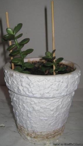 Succulent Plant - Price: 8