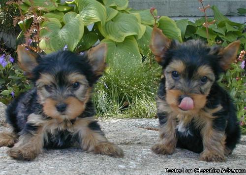 Super Tiny Teacup AKC Yorkie puppies for the best home!