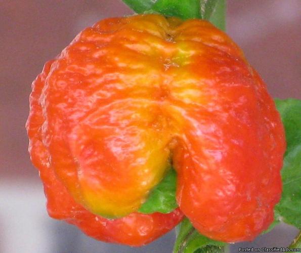 Superhot Pepper Seeds - Bhut Jolokia, 7 Pot, Trinidad Scorpion - Price: $6.25 - $10.00