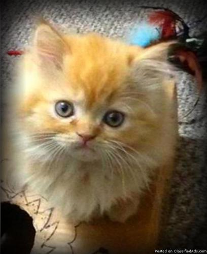 Sweet Baby Persian & Himalayan Kittens!