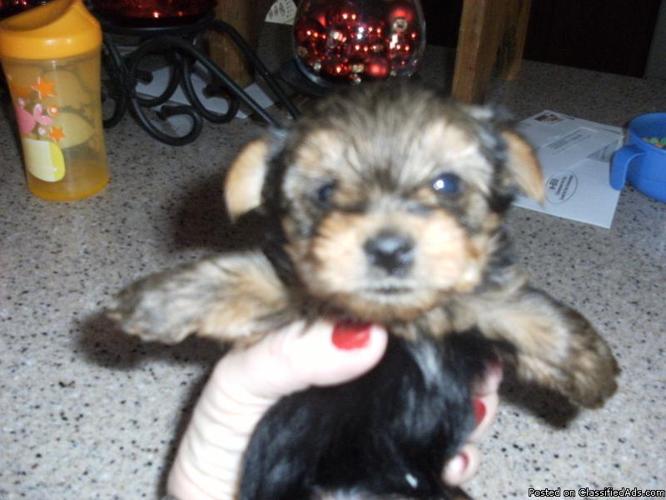 Taking Deposit on AKC male Yorkshire Terrier puppy will be ready in time for Xmas - Price: 500.00