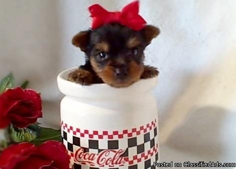 tea cup Yorkie Terrier Puppies For Sale TEXT US AT (678) 824-2126