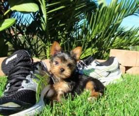 Teacup tea-cup yorkie puppies for Christmas Text us at (701) 575-7759