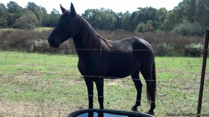 Tennessee walking horse, broke to ride - Price: 500