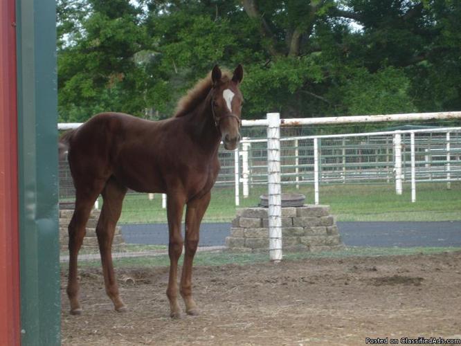 The Big Sensation Weanling Filly