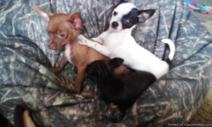 Three male Chihuahuas for sale