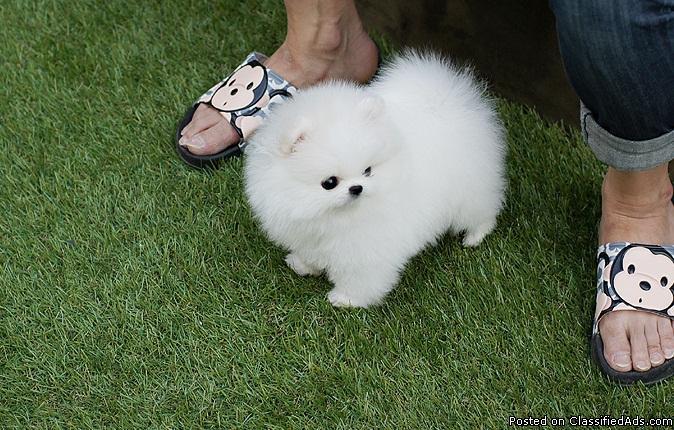Tiny size Pomeranian Puppies available#ToGoodHomes