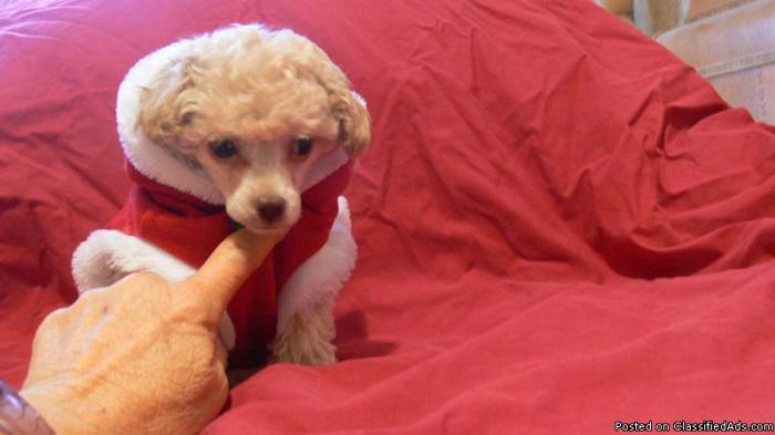 Tiny Toy Poodle Puppy - Price: 300.00