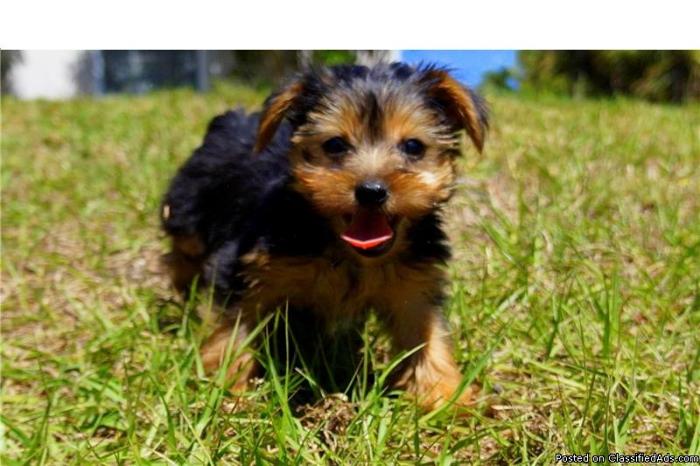 Tiny yorkie puppies for sale