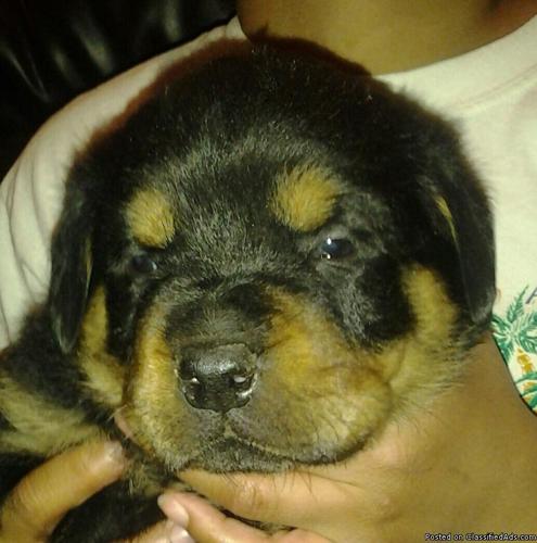Top Quality German Rottweiler Puppies!!!