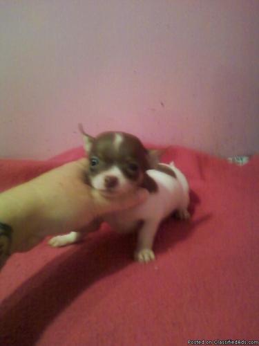toy chihuahua pups - Price: 250