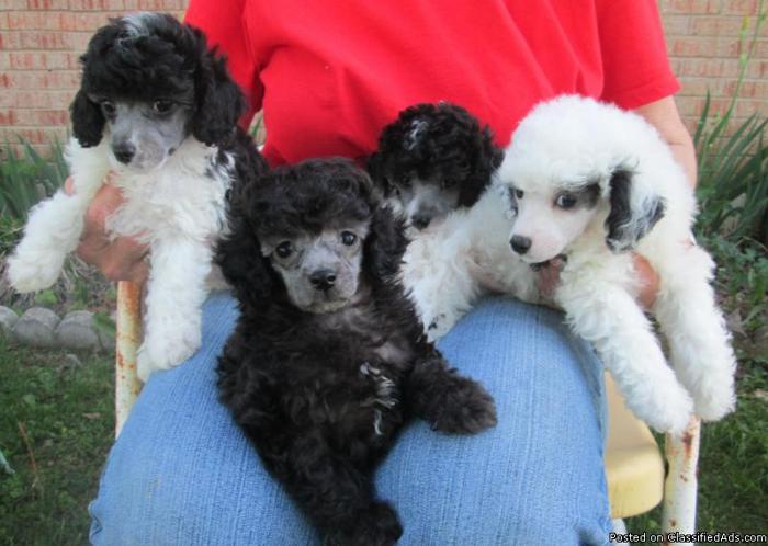 toy poodle male pups for sale