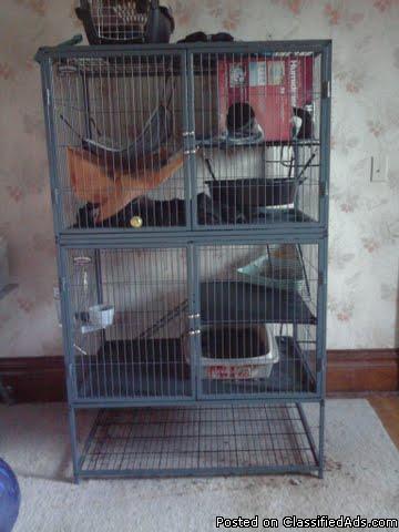 Two Awesome ferrets with 4 level cage - Price: $150/ obo