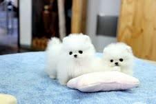Two Awesome #T-Cup Pomeranian Puppies