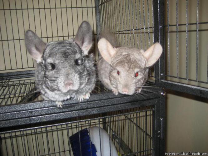 Two Chinchillas cage and all. - Price: $165