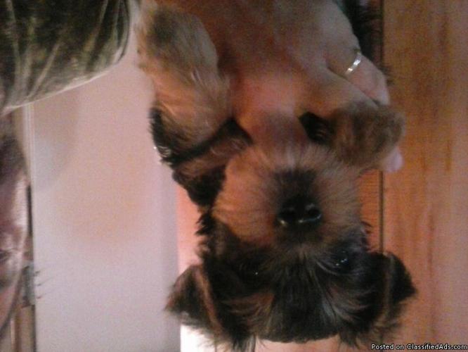 Two Male Yorkie Pups