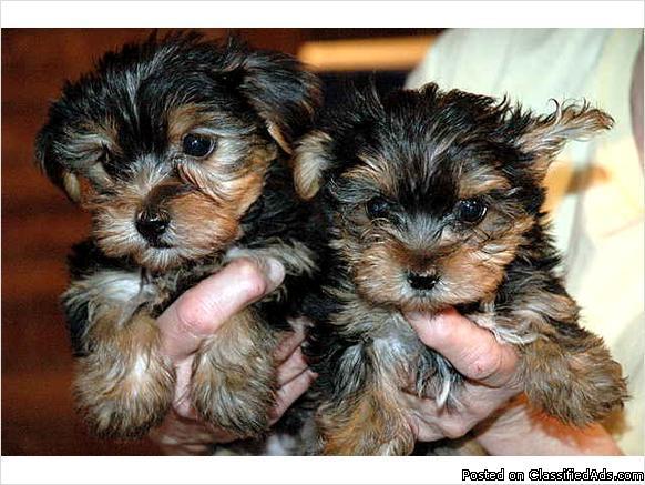 Very friendly Yorkie Puppies Available
