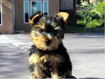 Very friendly Yorkie Puppies Available