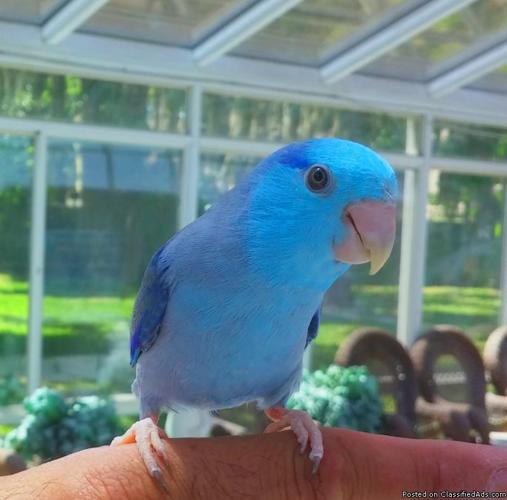 Vibrant Blue Male Parrotlet