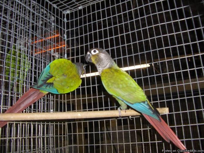 want to buy 1 tame 5-9 month old male green cheek conure - Price: $100.00