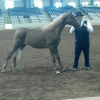 WONDERFUL TENNESSEE WALKING HORSE YEARLING COLT... FUTURITY AND KY INCENTIVE NOMINATED - Price: 2500