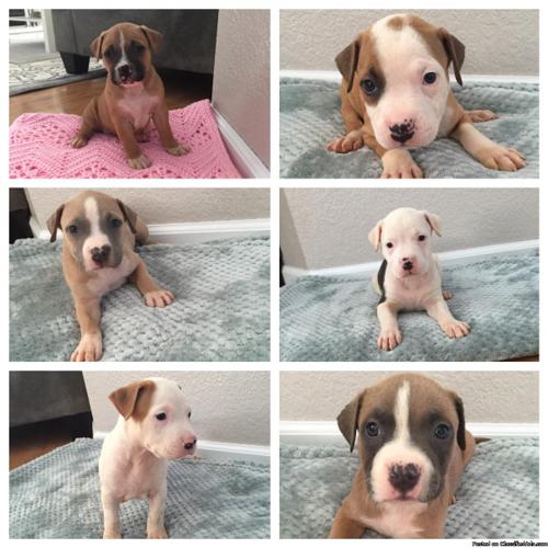 XXL Pitbull Blue Nose Puppies 6 Weeks Old Tri Colors