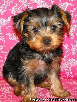 Yorkies and yorkie mixes ready to go - Price: 300