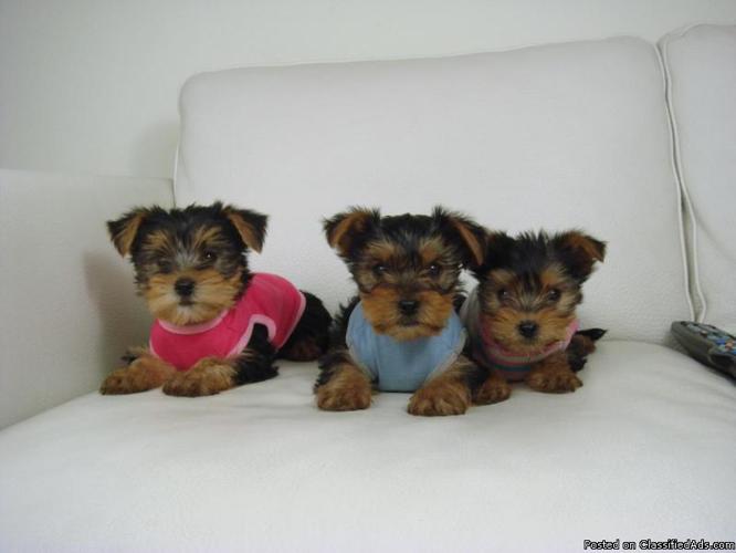Yorkshire Terrier puppies available
