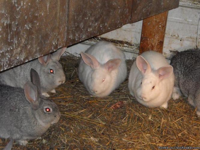 young flemish giant rabbits - Price: 20.00