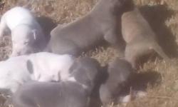 Full blooded blue pitbull pups for sale. Mom is all blue and dad is fawn. Please call or text -- for more details.