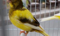 $100 Reduction - Beautiful Singing Canary
This magnificent singing canary is the perfect example of the gorgeous American Singing Canary. &nbsp;He stands on his perch and sings and sings for you all day long. &nbsp;His plumage is the result of the highest