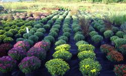 10" Mums 2 for $20, 1 gal.&nbsp;Double Red, Double Pink and Yellow&nbsp;Knockout Roses 3 for $25, Hardy Grass,&nbsp;&nbsp;&nbsp;&nbsp;&nbsp;&nbsp;&nbsp;&nbsp;&nbsp;&nbsp;&nbsp;&nbsp;&nbsp;&nbsp;&nbsp;&nbsp;&nbsp;&nbsp; &nbsp;Hydrangea, Flowering Shrubs