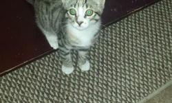 10 week old female tabby with first set of shots. Will also include litter dome. Needs new home as younger child is allergic. Sweet, and loving!