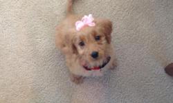 &nbsp;
Rylee is a 10 week old goldendoodle puppy. Dad was poodle and mom was pure golden retriever. Rylee is very small for a 10 week goldendoodle only weighing in at 5 lbs. The vet thinks she will only be between 40-60 pounds. Rylee comes with a 20 lb